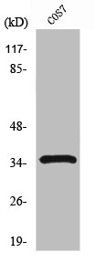 PCNA Antibody