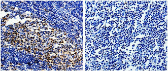 PCNA Antibody