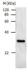 PCNA Antibody