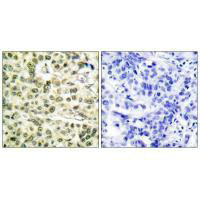PCNA Antibody