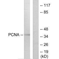 PCNA Antibody
