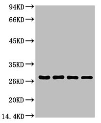 PCNA Monoclonal Antibody