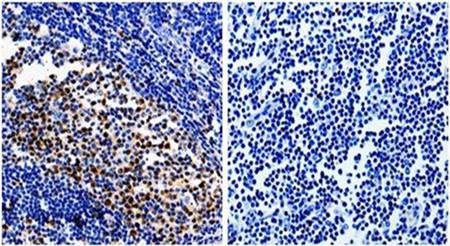 PCNA Antibody