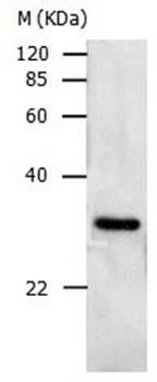 PCNA Antibody
