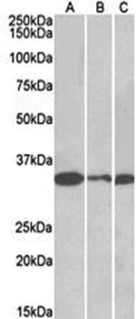 Goat anti-PCNA Antibody