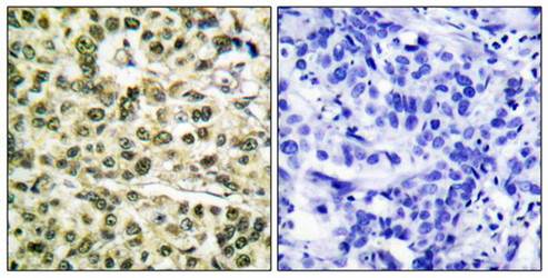 PCNA Antibody