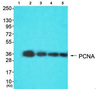 PCNA Antibody