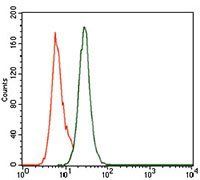 PCNA Antibody