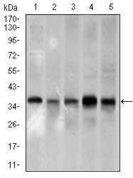 PCNA Antibody