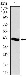 PCNA Antibody