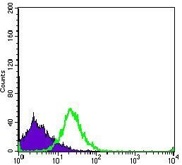 PCNA Antibody