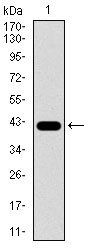 PCNA Antibody