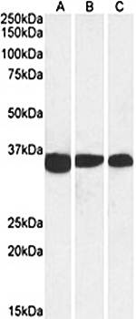 Goat anti-PCNA (aa111-122) Antibody