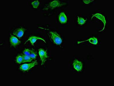 PCOLCE2 Antibody