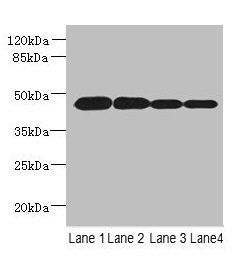 PCOLCE2 Antibody
