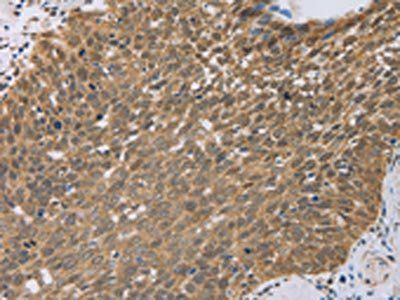 PCP4 Antibody