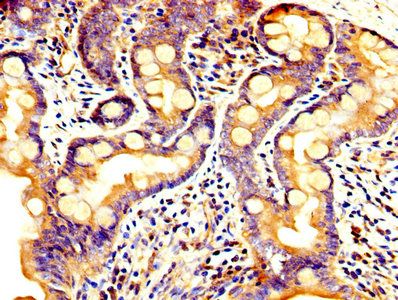 PCSK5 Antibody