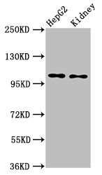 PCSK5 antibody