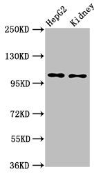 PCSK5 Antibody