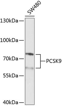 PCSK9 antibody
