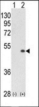 PCTAIRE1 antibody
