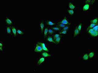 PCTP Antibody
