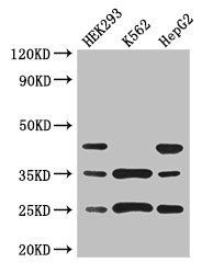 PCTP antibody