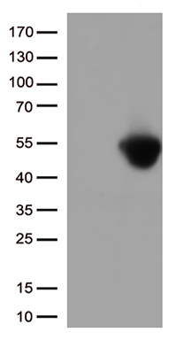 CD274 Antibody