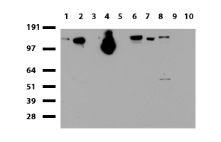 CD274 Antibody