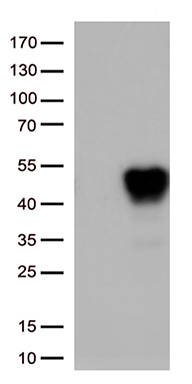 CD274 Antibody