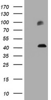 PD-L1 Antibody