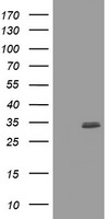 CD274 Antibody
