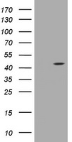 CD274 Antibody