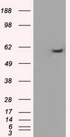 CD274 Antibody