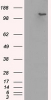 CD274 Antibody
