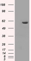 PD-L1 Antibody