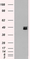 PD-L1 Antibody