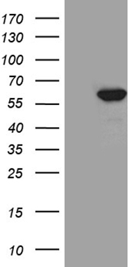 PDCD1LG2 Antibody