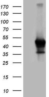 PDCD1LG2 Antibody