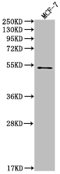 PDCD1 Antibody