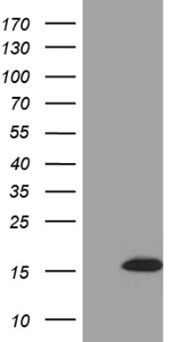 PDCD1 Antibody