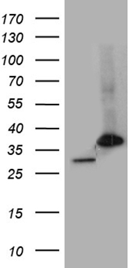 PD1 Antibody