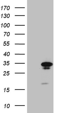 PDCD1 Antibody