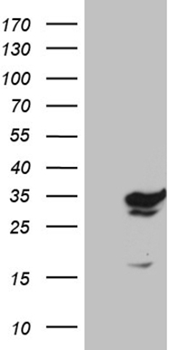 PDCD1 Antibody