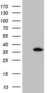 PDCD1 Antibody