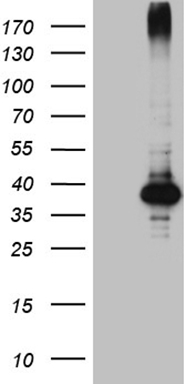 PDCD1 Antibody