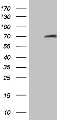 PDCD1 Antibody
