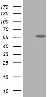 PDCD1 Antibody