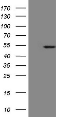 PD1 Antibody