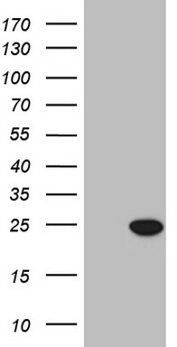 PD1 Antibody